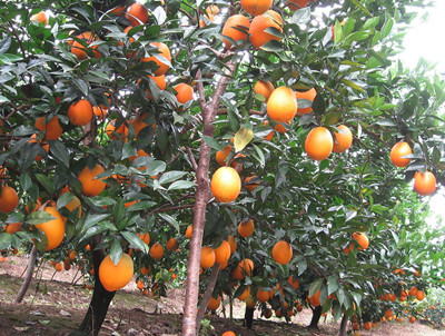 橙子腐殖酸水溶肥效果 橙子腐殖酸水溶肥效果