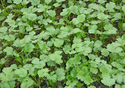 香菜水溶肥好處 香菜水溶肥好處