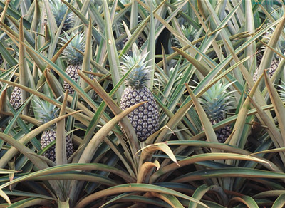 菠蘿水溶肥好處 菠蘿水溶肥好處