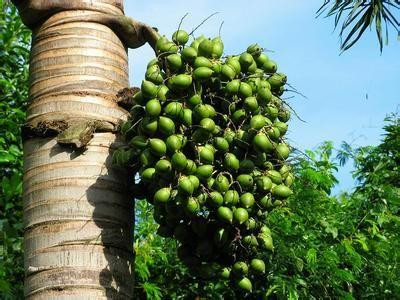 檳榔水溶肥好處 檳榔水溶肥好處