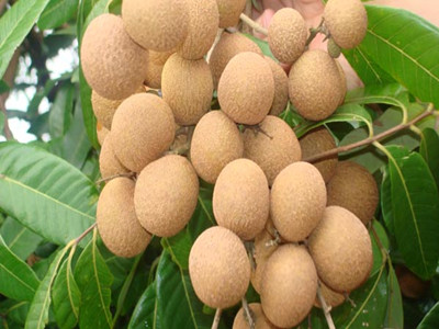 桂圓水溶肥好處 桂圓水溶肥好處