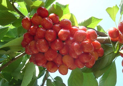 櫻桃水溶肥好處 櫻桃水溶肥好處