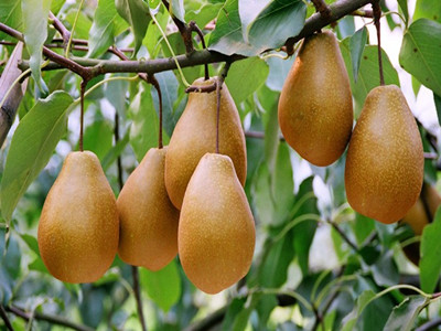 雪梨氨基酸水溶肥作用 雪梨氨基酸水溶肥作用