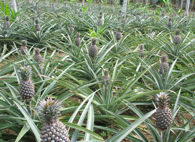 菠蘿水溶肥作用效果 菠蘿水溶肥作用效果