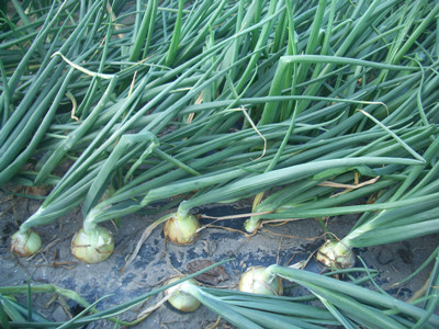 洋蔥高氮鉀肥水溶肥作用 洋蔥高氮鉀肥水溶肥作用