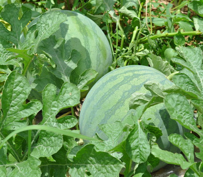 西瓜水溶肥作用 西瓜水溶肥作用