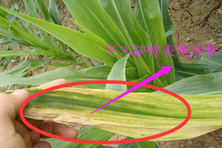 玉米缺鋅表現(xiàn)癥狀 玉米缺鋅表現(xiàn)癥狀