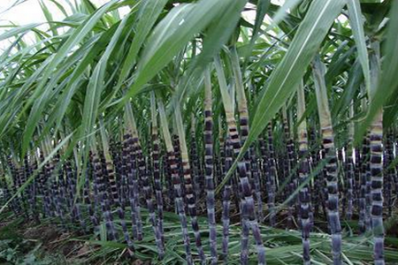 甘蔗施肥技巧 甘蔗施肥技巧