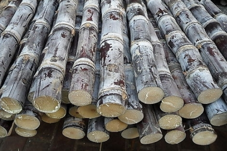 施肥注意事項(xiàng) 施肥注意事項(xiàng)