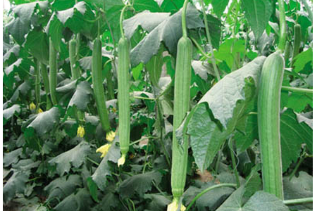 絲瓜施肥技巧 絲瓜施肥技巧