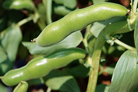 大豆施肥技巧 大豆施肥技巧
