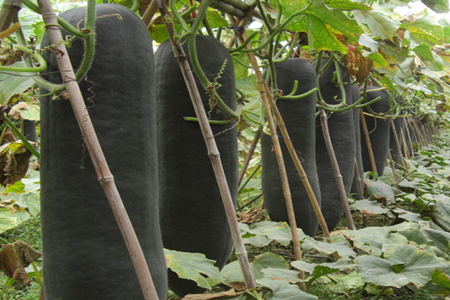 冬瓜施肥技巧 冬瓜施肥技巧