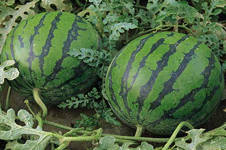 西瓜施肥技術(shù) 西瓜施肥技術(shù)