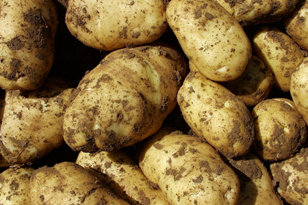 馬鈴薯施肥技術(shù) 馬鈴薯施肥技術(shù)