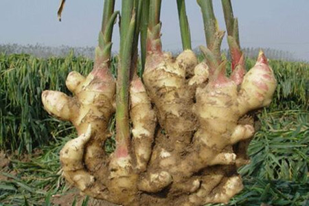生姜施肥技巧 生姜施肥技巧