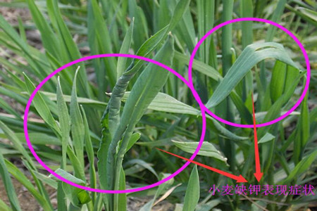 小麥缺鉀表現(xiàn) 小麥缺鉀表現(xiàn)