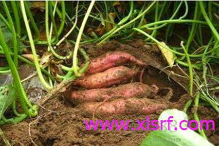 紅薯高產(chǎn)施肥技巧 紅薯高產(chǎn)施肥技巧