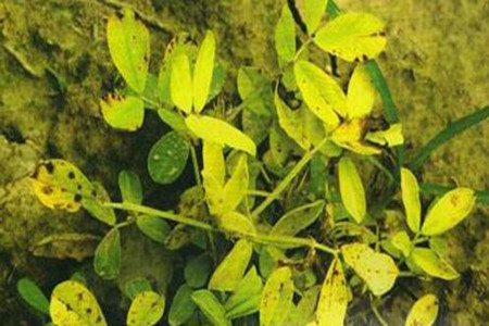 花生葉子發(fā)黃 花生葉子發(fā)黃