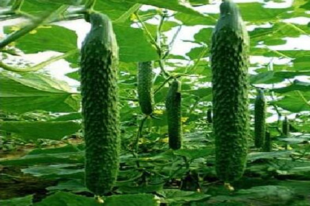 黃瓜施用肥料 黃瓜施用肥料