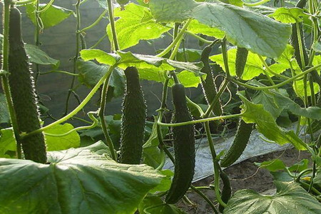 黃瓜苗期用肥 黃瓜苗期用肥