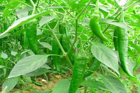 辣椒施肥方法 辣椒施肥方法