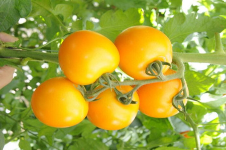 冬季番茄施肥方法 冬季番茄施肥方法