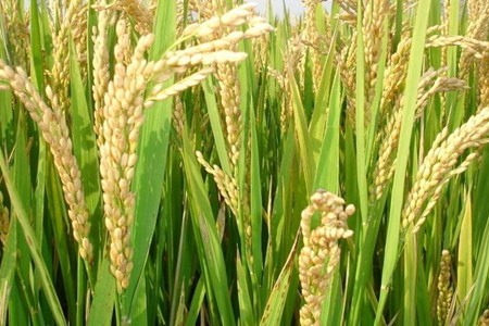 水稻施肥方法 水稻施肥方法