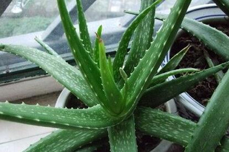 蘆薈施肥技巧 蘆薈施肥技巧
