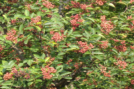 花椒樹施肥方法 花椒樹施肥方法