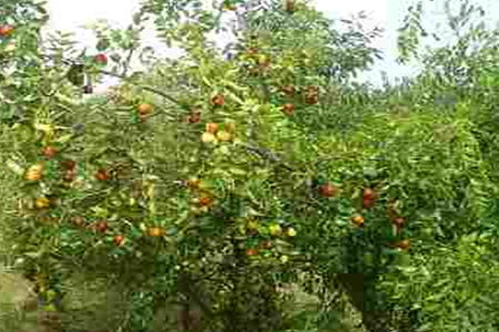 棗樹施肥技巧 棗樹施肥技巧