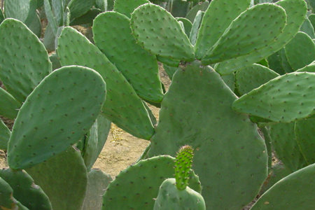 仙人掌施肥技巧及注意事項 仙人掌施肥技巧及注意事項