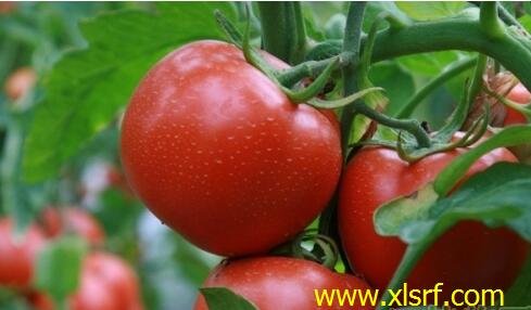 番茄水溶肥效果 番茄水溶肥效果