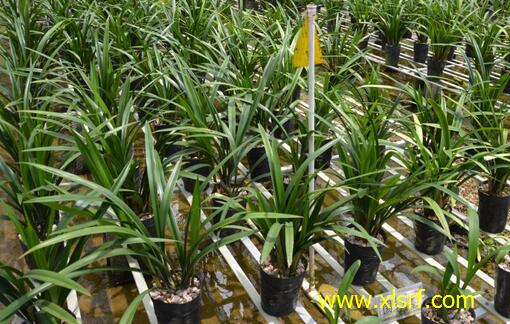 蘭花水溶肥用法 蘭花水溶肥用法