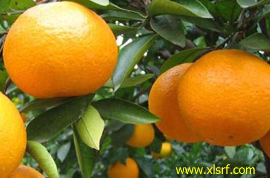 柑橘冬季施肥 柑橘冬季施肥