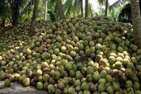 椰子施肥技巧 椰子施肥技巧