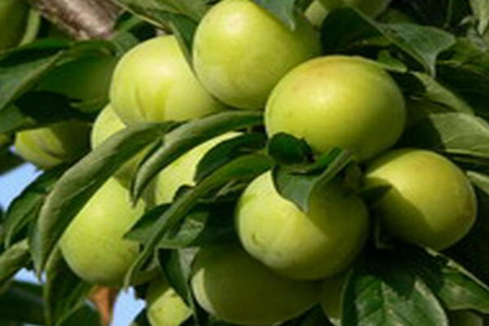 李子樹高產(chǎn)施肥 李子樹高產(chǎn)施肥