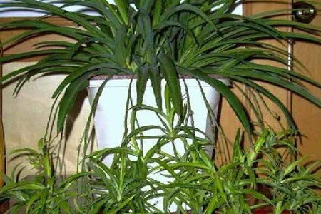 吊蘭施肥 吊蘭施肥