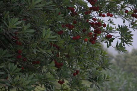 楊梅施肥方法 楊梅施肥方法