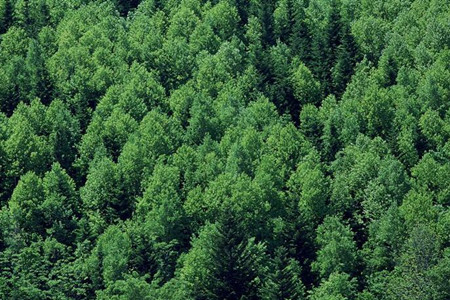 春季樹(shù)木施肥注意事項(xiàng) 春季樹(shù)木施肥注意事項(xiàng)