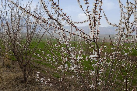 杏樹開花施肥方法 杏樹開花施肥方法