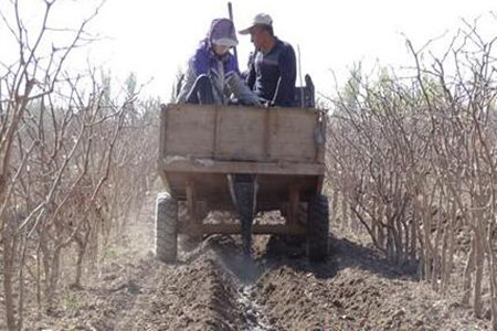 春季施肥技巧 春季施肥技巧