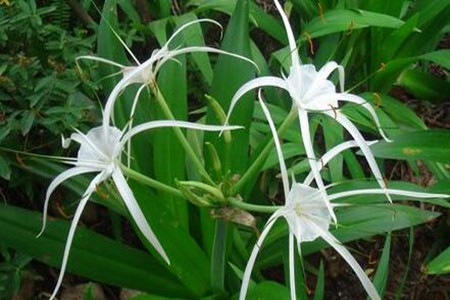 蘭花冬季施肥 蘭花冬季施肥