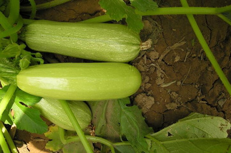 西葫蘆春季施肥 西葫蘆春季施肥