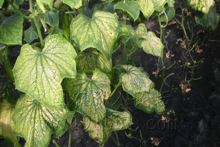 黃瓜凍害表現(xiàn) 黃瓜凍害表現(xiàn)