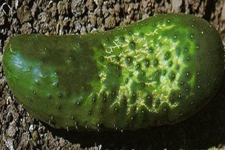 黃瓜凍害防治措施 黃瓜凍害防治措施