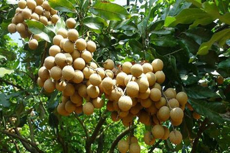 桂圓施肥技術(shù) 桂圓施肥技術(shù)