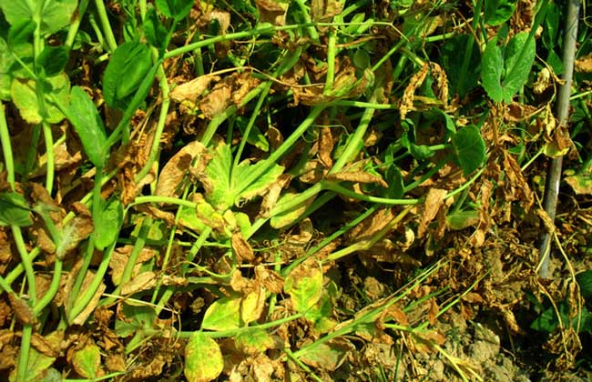 20150803090536667.jpg 20150803090536667.jpg