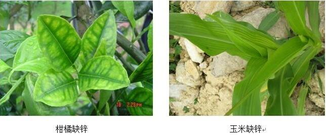 作物缺鋅癥狀 作物缺鋅癥狀