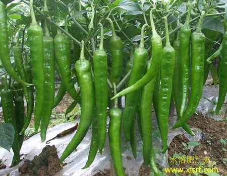 辣椒追施水溶肥時(shí)間 辣椒追施水溶肥時(shí)間