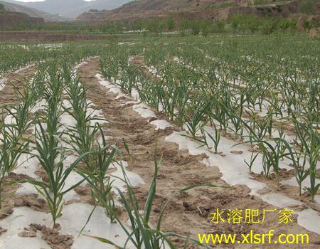 大蒜水溶肥用法 大蒜水溶肥用法